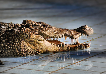Naklejka premium Крокодил