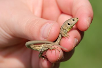 Junge weibliche Zauneidechse in Kinderhand