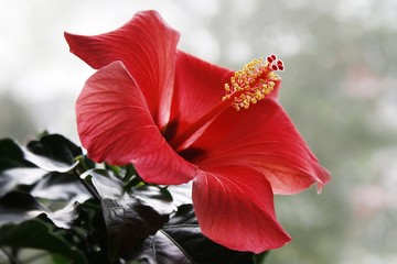 Hibiskus © carmenrieb