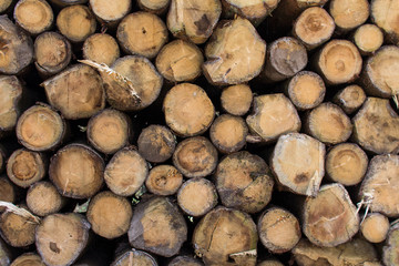 Holz