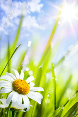 Naklejki  naturalne letnie tło z kwiatami stokrotek w trawie