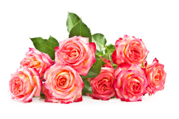 Roses on a white background.