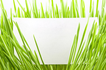 blank business card in green grass