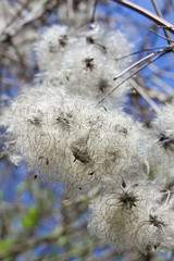 Strange flowers, seeds in the white swab.