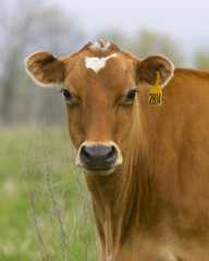 Obraz na płótnie Canvas Krów mlecznych