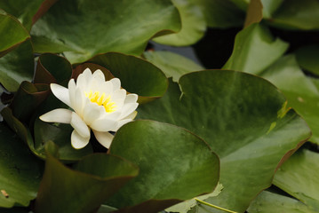 water-lily madonna lily Water flower green white yellow