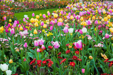 Colorful spring summer garden, flowers