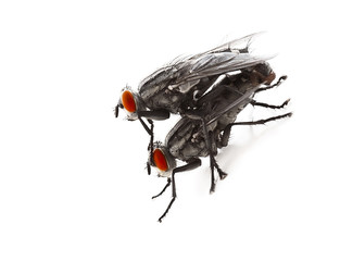 Mating flyes