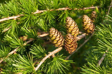 Fototapeta premium European Larch foliage and cones