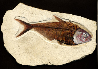 Reconstrucción parcial de un fósil de pez