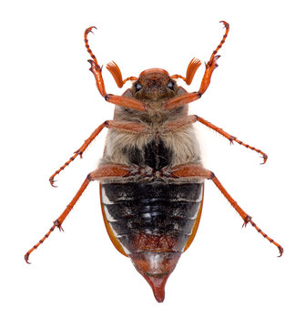 Chafer tips over
