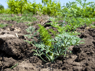 fennel on a kitchen garden