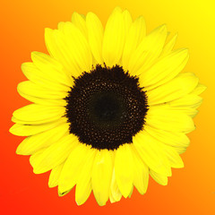 Orange gradient Sunflower Background