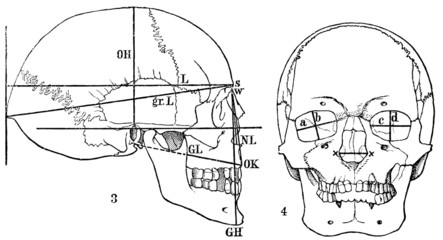 Human skull. Anthropometry