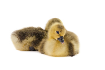 little gosling isolated