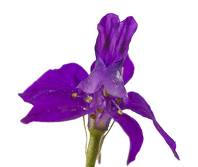 Small purple flower isolated