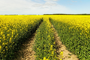 Canola field.