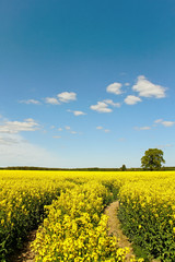 Fototapeta premium Canola field.