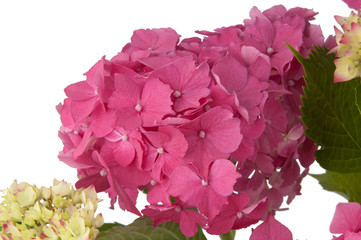 hydrangea flowers (close-up view)