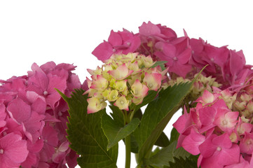 hydrangea flowers (close-up view)
