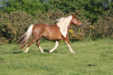 Trot au soleil couchant
