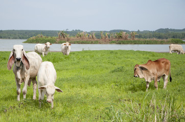 Fototapeta premium Asian cow