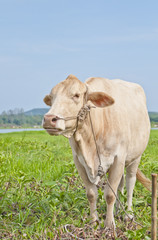 Fototapeta na wymiar Asian cow