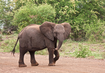 Young elephant walking over the road