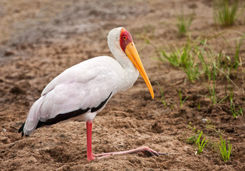 Yellow billed stalk resting