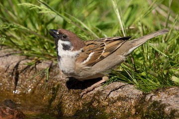 Photo of a tree sparrow drinking water