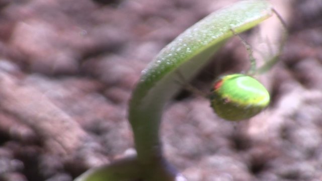 araign&eacute;e en macro