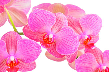 Fototapeta na wymiar Pink orchid kwiat, samodzielnie na białym tle