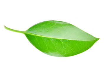 Grünes Blatt isoliert auf dem weißen Hintergrund