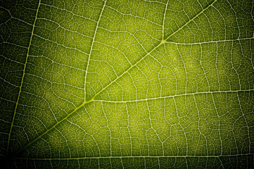 Green Leaf HDR