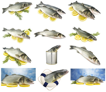 Collage of sea bass