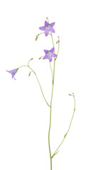 harebell