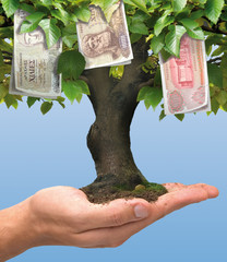 Drachma tree