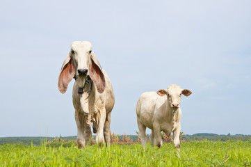 Obraz premium Asian cow