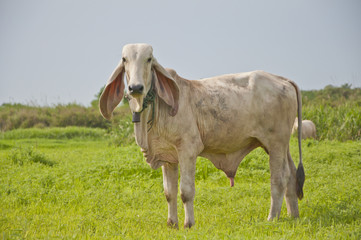 Asian cow