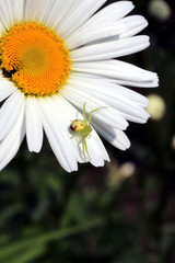 Obraz premium araignée