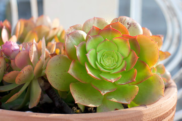 Aeonium
