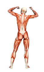 muscle woman victory back view