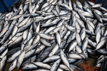 pesce azurro abbondante