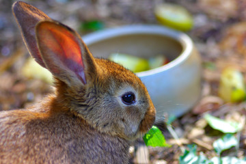 Obraz premium Hasen fressen Blätter