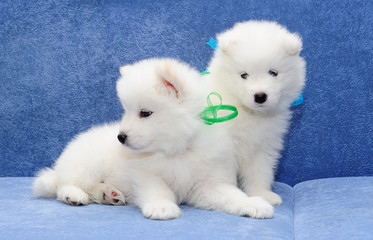 Cute puppies of Samoyed dog (also known as Bjelkier)