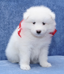 Beautiful Samoyed (or Bjelkier) puppy looking into the camera