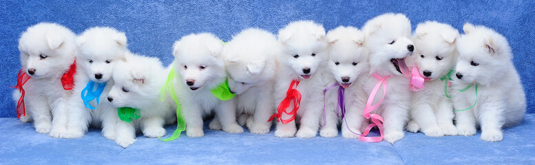 10 fluffy Russian Samoyed (or Bjelkier) puppies sitting in a row