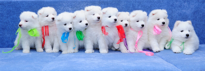 Ten fluffy Samoyed (or Bjelkier) puppies with colored ribbons