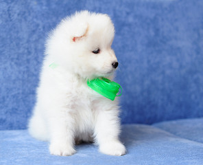 Beautiful Samoyed (or Bjelkier) puppy looking to the right