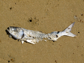 Decomposing dead fish carcass washed ashore